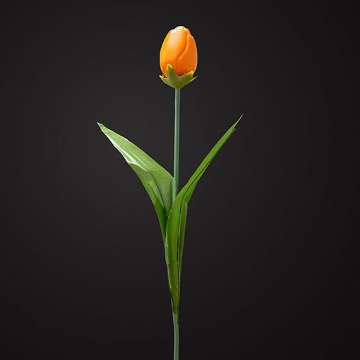 Afbeelding van Chocolade Tulp Geslaagd